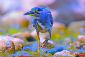 热那亚取得连胜，逼近意甲前四名位置